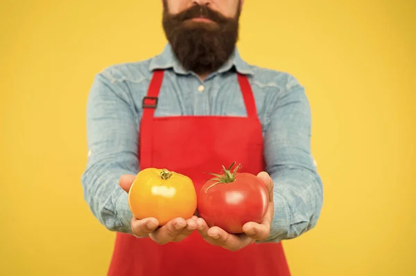 Biotermés. Paradicsom diéta. Séf szakács paradicsomzöldségekkel. A szakállas férfi szakács kezében tartja a paradicsomot. Paradicsom salsa vagy ketchup. Mediterrán konyha. Egészséges főzés és evés. A mezőgazdasági piac fogalma — Stock Fotó
