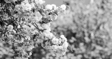 Bahar depresyonu. Sakura çiçeği ağacı, doğal çiçek arkaplanı. Güzel bahar çiçeği. Pembe kiraz ağacı çiçeği. Yeni bir hayat başlıyor. Doğa gelişiyor ve uyanıyor. Kadınlar Günü 'nde. Anneler günü tatili