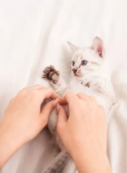 Маленький милый котенок расслабиться. Котёнок. Симпатичный белый котёнок. Нежно и мило. Белый котёнок играет женскими руками. Концепция домашних животных. Поделиться любовью. Уютный дом. Поиграй с Китти. Забота и любовь. Ветеринарный магазин — стоковое фото