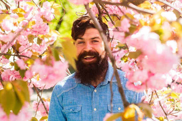 Flor tenra rosa. Fim de semana no conceito de jardim. Muitas flores à volta do tipo. Escondido em flor. Bonito barbudo ao ar livre. Feliz Páscoa. Hipster brutal em flor de cereja. Homem em flor de sakura — Fotografia de Stock