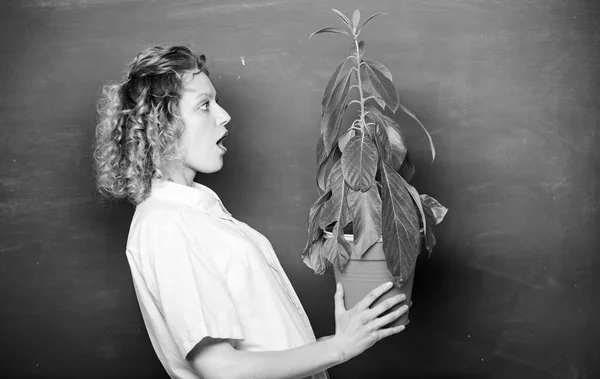 Concepto de idea. estudio de naturaleza escolar. chica estudiante sorprendida con planta en pizarra. árbol del conocimiento. ecología de aprendizaje escolar. educación ambiental. profesora mujer en gafas en la lección de biología —  Fotos de Stock