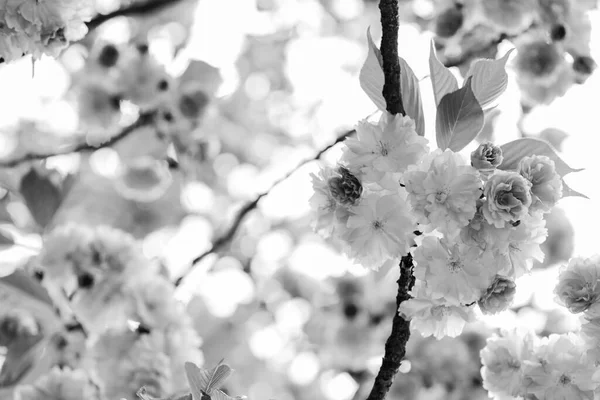 Идеальный весенний день. цветущее дерево сакуры, натуральный цветочный фон. красивые весенние цветы. Цветок вишни. Начало новой жизни. рост природы и пробуждение. Женский день. День матери праздник — стоковое фото