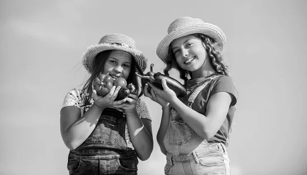 Πουλάω σπιτικά φαγητά. Κορίτσια χαριτωμένα παιδιά στη γεωργία καπέλα. Παιδιά μαζεύουν λαχανικά. Βιολογικά λαχανικά. Αγορά λαχανικών. Οι ευτυχισμένες αδερφές δουλεύουν στην οικογενειακή φάρμα. Φυσική διατροφή βιταμινών — Φωτογραφία Αρχείου