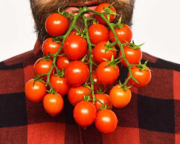 Concepto de agricultura y jardinería. Agricultor sostiene tomates cherry en la boca . —  Fotos de Stock