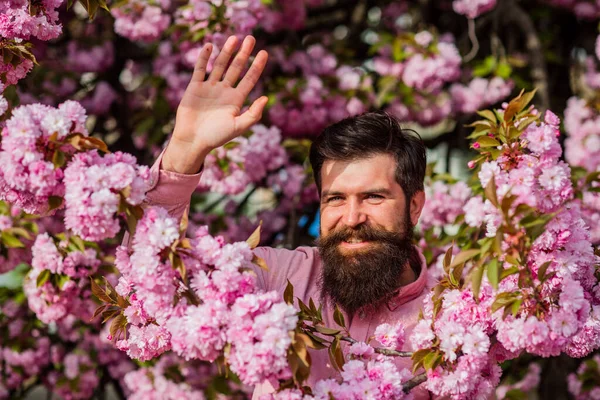 Bonjour printemps ensoleillé. Jardin avec de grands cerisiers en fleurs. Homme barbu avec une coupe de cheveux fraîche posant avec une fleur de cerise. hipster mature brutal en fleur de cerisier. homme barbu profiter fleur de sakura — Photo