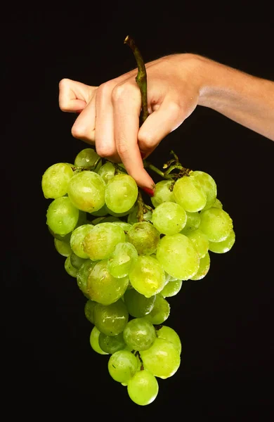 Kvinnliga handen håller ett gäng druvor isolerade på svart bakgrund. — Stockfoto