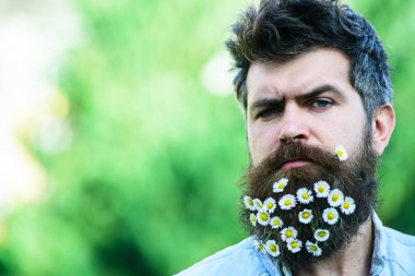 Katı yüzlü bir hippi, yeşil ağaçlar arka planda, odaklanmamış, kopyalama alanı. Sakallı ve bıyıklı adam baharın tadını çıkarıyor. Papatya ya da sakallı papatya çiçeği olan adam. Bahar tazeliği kavramı.