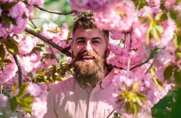 Homme barbu avec une coupe de cheveux élégante avec des fleurs de sakura sur fond. Hipster en chemise rose près de la branche de sakura. Harmonie avec la nature concept. Homme avec barbe et moustache sur le visage souriant près des fleurs . — Photo