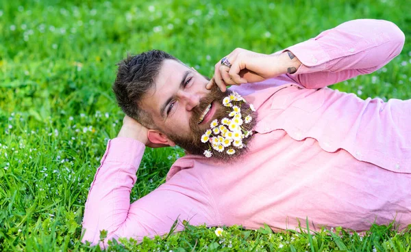 Bearded man with daisy flowers in beard lay on meadow, lean on hand, grass background. Flirt concept. Guy with bouquet of daisies in beard twists mustache. Man with beard on happy face enjoy nature.