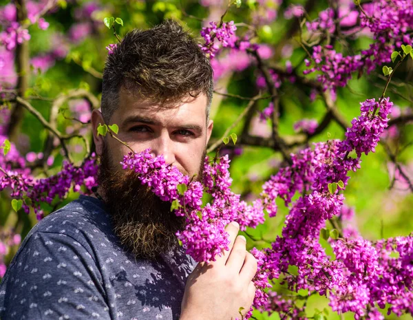 Homem barbudo com cheiro de corte de cabelo fresco florescer de judas árvore. Homem com barba e bigode no rosto calmo perto de flores no dia ensolarado. Perfumaria e conceito de fragrância. Hipster goza de aroma de flor violeta . — Fotografia de Stock