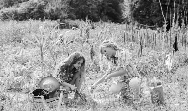 Planting and watering. Girls planting plants. Agriculture concept. Growing vegetables. Planting vegetables. Sisters together helping at farm. Garden and beds. Rustic children working in garden