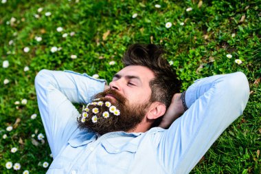 Bahar tatili konsepti. Mutlu yüzlü hippi çimlerin üzerinde yatıyor. Sakallı ve bıyıklı maço baharın, yeşil çayır arka planının tadını çıkarıyor. Adam sakallı papatya ya da papatya çiçeğiyle güzel görünüyor.