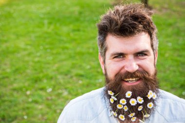Sakallı ve bıyıklı adam baharın, yeşil çayır arka planının tadını çıkarıyor. Erkeklik kavramı. Papatya ya da sakallı papatya çiçeği olan adam. Mutlu gülümseyen yüz, yeşil arka plan, kopyalama alanı