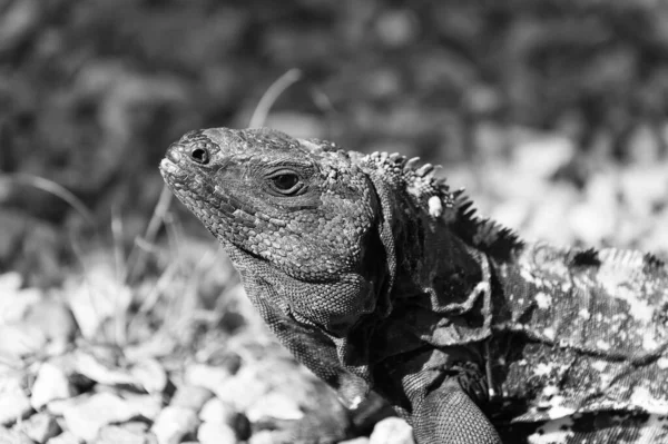 Lagarto verde salvaje o iguana —  Fotos de Stock