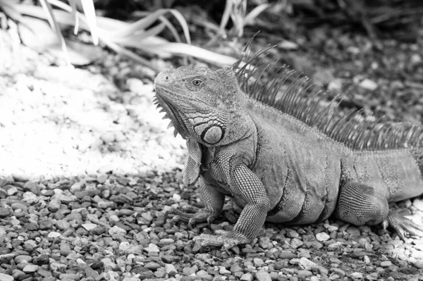 Lagarto verde salvaje o iguana —  Fotos de Stock