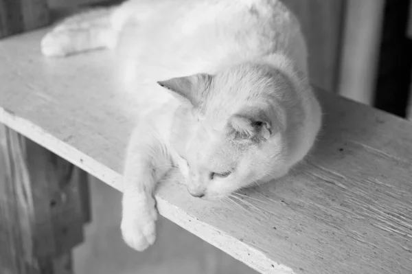 Λευκή γάτα ξαπλωμένη στο ξύλο — Φωτογραφία Αρχείου