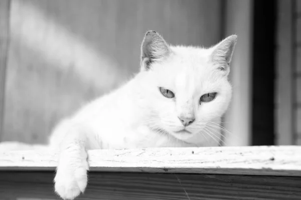 Chat blanc posé sur le bois — Photo