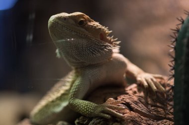 İguana ahşap dalda dinleniyor, yakın çekim..