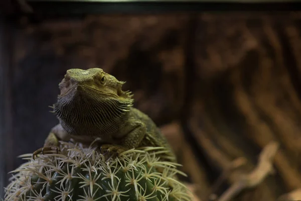 Vida salvaje y concepto de reptiles. Iguana descansa sobre cactus , — Foto de Stock