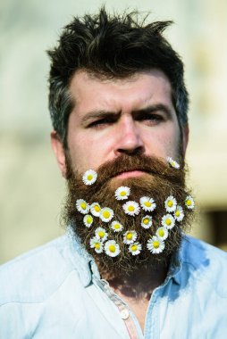 Katı yüzlü hippi, sakallı çiçekler, açık arkaplan, dağılmış. Baharda güneşli havada sakallı ve bıyıklı bir adam. Papatya ya da sakallı papatya çiçeği olan adam. Kırsal biçim kavramı.
