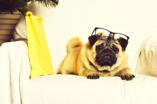 Lindo perro pug con gafas y paquete de compras —  Fotos de Stock