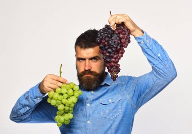 Şarap yapımı ve sonbahar konsepti. Çiftçi hasatını gösteriyor.