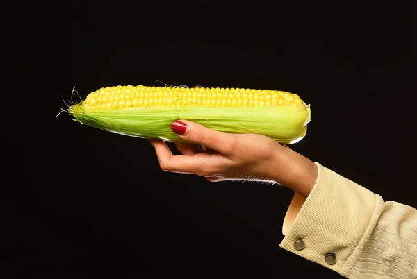 Mão feminina mantém o milho isolado no fundo preto — Fotografia de Stock