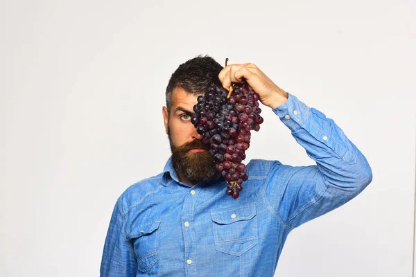 Hombre con barba sostiene racimo de uvas rosadas —  Fotos de Stock