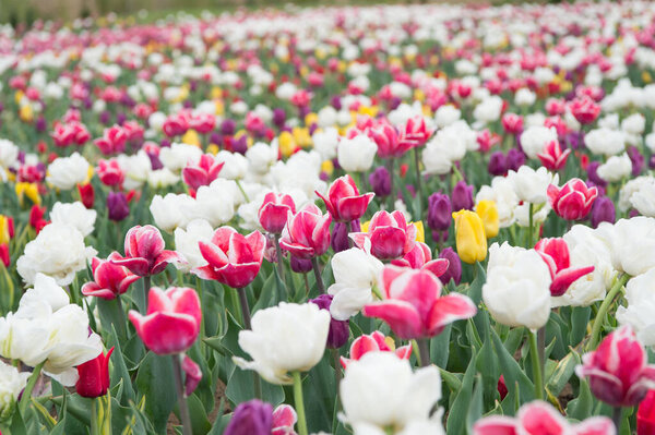 страна тюльпанов. красота цветущего поля. известный фестиваль тюльпанов. Фон природы. группа красочных цветочных клумб праздник тюльпан. Цветущие поля тюльпанов. весенний пейзажный парк. Только органические