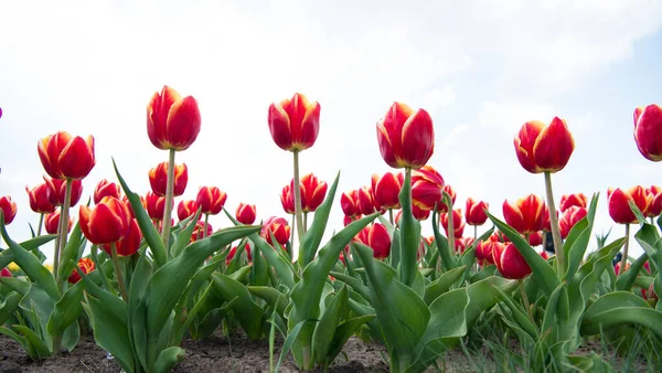 Grandi piante. bellezza del campo fiorito. Hollands tulipano fioritura nella stagione primaverile aranciata. gruppo di aiuola tulipano vacanza rosa. Campi di tulipani in fiore. parco paesaggio primaverile. paese del tulipano — Foto Stock