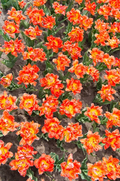 Πορτοκαλί ζωηρά λουλούδια. ομορφιά της φύσης. Απολαύστε εποχιακά άνθη. πορτοκαλί λουλούδια στο χωράφι. Τοπίο της Ολλανδίας τουλίπες. Τα ταξίδια της άνοιξης. Πολύχρωμο πεδίο τουλίπας άνοιξη. Στυλ άνοιξη — Φωτογραφία Αρχείου