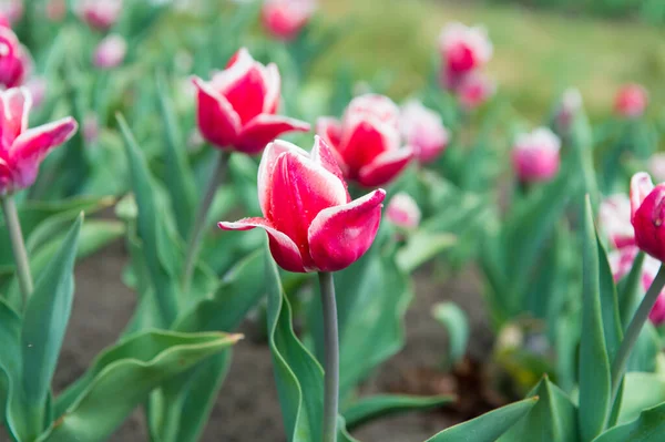 Práce s květinami. květiny do obchodu. tulipán kvete na jaře. jasné pole tulipánů. letní pole květin. zahradnictví a květinářství. přírodní krása a svěžest. Pěstování tulipánů na prodej — Stock fotografie