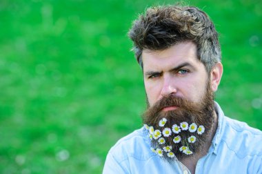 Katı yüzlü hippi, yeşil çim arka planı, fotokopi alanı. Sakallı ve bıyıklı adam baharın, yeşil çayır arka planının tadını çıkarıyor. Papatya ya da sakallı papatya çiçeği olan adam. Bahar tazeliği kavramı.
