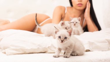 Şehvetli ve hassas. cinsel ön sevişme. Samimi bakım merkezi. Lüks evdeki en iyi arkadaş. Kedi sever. Kadın moda iç çamaşırları. Sabahları saflık. Küçük kedi yavrusu yatakta seksi bir kızla. seçici odak