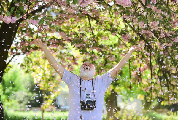 Fotógrafo masculino disfrutar de flor de cerezo. viajar y caminar en el parque de flores de cerezo. hobby en la jubilación. turismo y vacaciones. viajero cámara hombre bajo sakura flor. concepto de viaje. feliz bajo pétalo —  Fotos de Stock