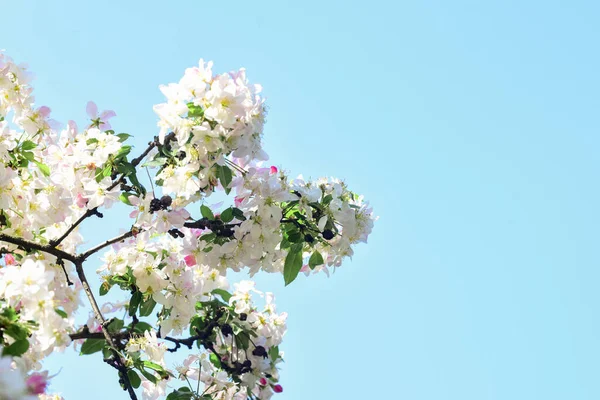 Beyaz kiraz çiçeği çiçekli arka plan. İlkbahar çiçek açan doğa. Sıcak bir yaz günü. Mevsimin güzelliği. Elma ağacı çiçeği. Çiçek açan pembe kayısı. Spa tedavisi. Kadın parfümü kokusu. Japon sakurası. — Stok fotoğraf