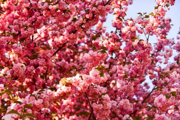 Rosafarbene Sakura-Blume. Floraler Hintergrund. Frühling blühende Natur. warmer Sommertag. Schönheit der Jahreszeit. Kirschbaumblüte. blühende rosa Sakura. Wellness-Behandlung. Aroma von weiblichem Parfüm. Japanische Sakura — Stockfoto