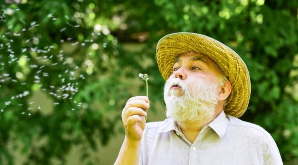 Alzheimer bunaması. Bilişsel bozukluk kavramı. Baharın başında neşe. Yaşlılık ve yaşlılık. bahar köyü ülkesi. İnce gri saçın sembolü. Yaşlı adam karahindiba çiçeği üflüyor. — Stok fotoğraf