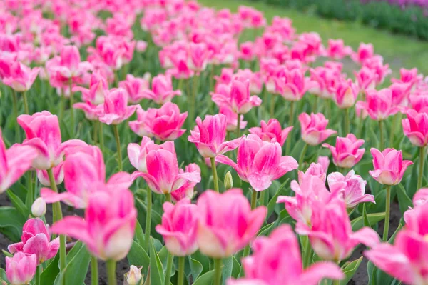 Vysazování květin ve skleníku. jarní tulipánové pole. růžové zářivé květiny. krása přírody. užijte si sezónní květy. růžové květy na poli. Krajina nizozemských tulipánů. Jarní sezóna cestování — Stock fotografie