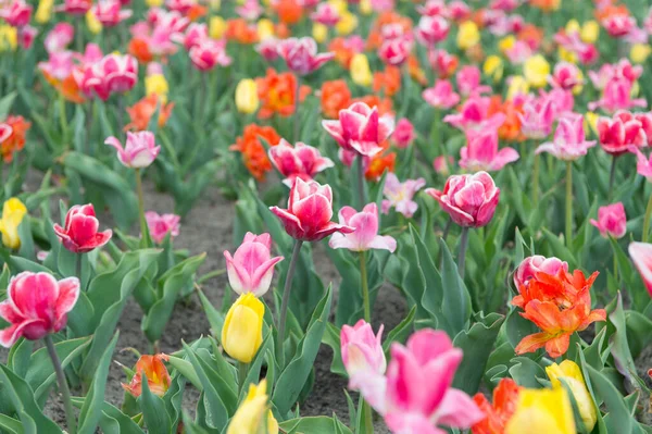 Krása přírody. Holandsko na jaře. Barevné pole tulipánů, Nizozemsko. žárovková pole na jaře. harmonie v meditaci. příroda je lidská antistresová. Krásná barevná tulipánová pole — Stock fotografie
