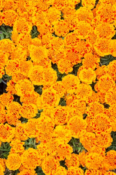 Σχεδιασμός τοπίου. Floral φόντο. Βοτανική και χλωρίδα. Tagetes κορυφαία άποψη. Ανοιξιάτικη φύση. Λουλούδια στο χωράφι. Όμορφη πορτοκαλί κόκκινα λουλούδια marigold αφήνει μοτίβο φόντο. Άνθη αγριολούλουδου — Φωτογραφία Αρχείου