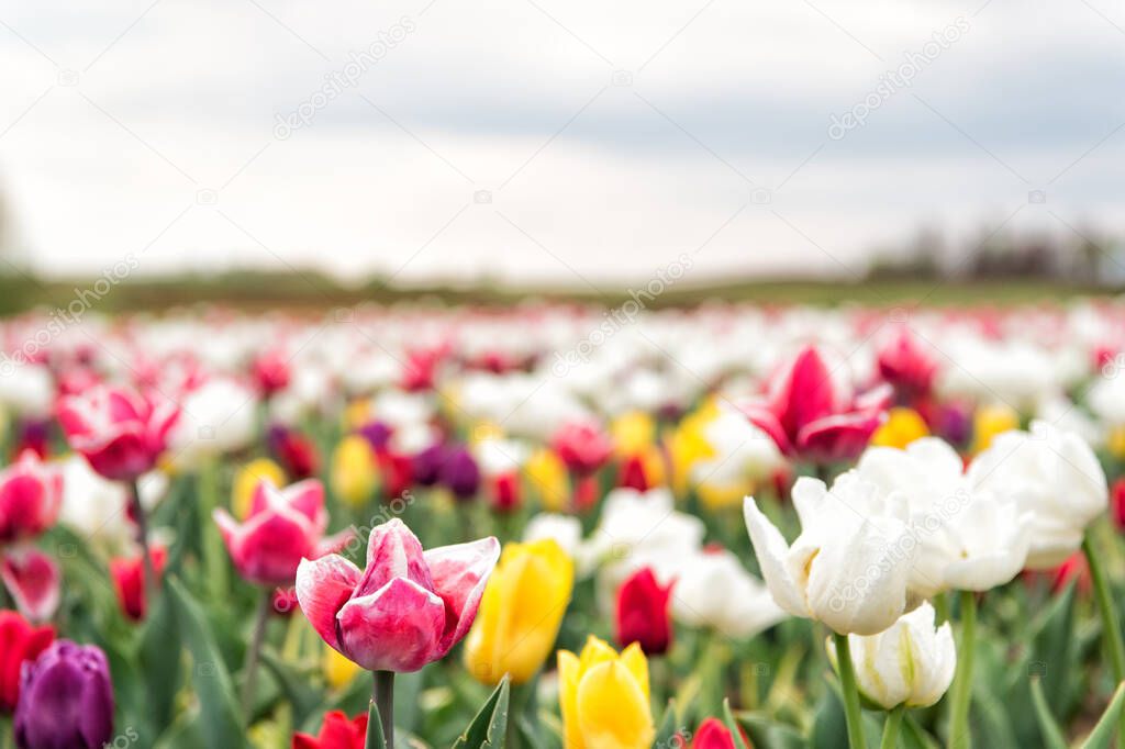 freedom. tulip blooming in spring. bright tulip flower with sky. summer field of flowers. gardening and floristics. nature beauty and freshness. Growing tulips for sale. plenty of flowers for shop