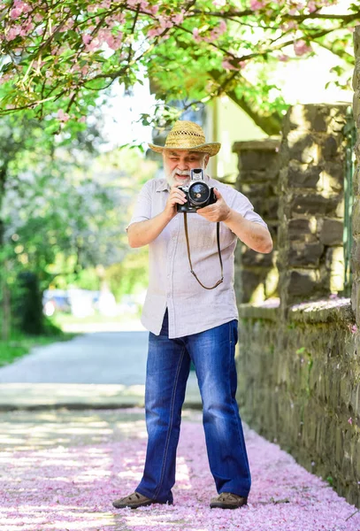 Positividade expressa. fotógrafo homem tirar foto flor sakura. Jardim florescente de cerejeira. fotógrafo tirando foto de flor de damasco. estação de primavera com flor rosa. homem velho assistir plantas jovens — Fotografia de Stock