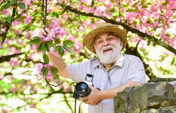 Цветение абрикоса. Цветущая сакура. фотограф фотографирует цветение абрикоса. весенний сезон с розовыми цветами. Старик наблюдает за молодыми растениями. фотограф мужчина сфотографировался с басом — стоковое фото