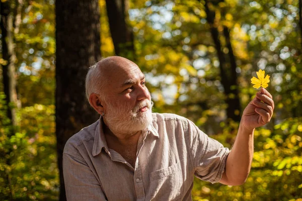 Keep cheerfulness. Pensioner hiking in forest on sunny autumn day. Happy man enjoy autumn nature. Bearded grandfather relaxing in forest. See beauty in simple things. Old bearded man collect leaves