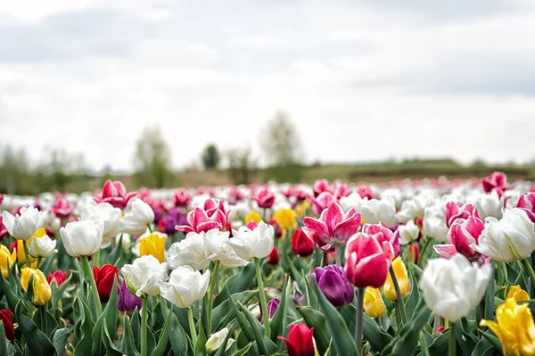 Χωράφια βολβών την άνοιξη. αρμονία στο διαλογισμό. Η φύση είναι ο άνθρωπος κατά του στρες. Όμορφα χρωματιστά πεδία τουλίπας. Ολλανδία την άνοιξη. Σύνθεση λουλουδιών. Πολύχρωμο πεδίο τουλίπες, Ολλανδία — Φωτογραφία Αρχείου