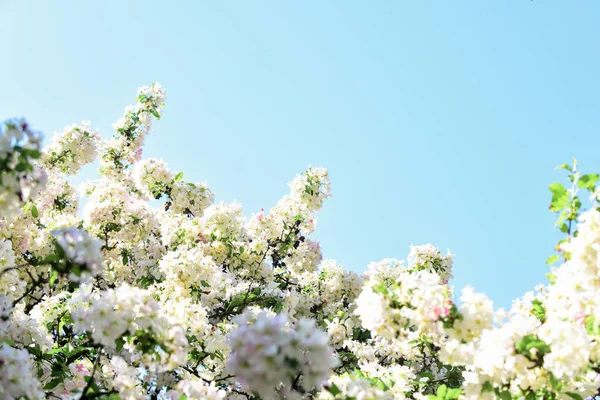 İlkbahar çiçek açan doğa. Sıcak bir yaz günü. Mevsimin güzelliği. Elma ağacı çiçeği. Çiçek açan pembe kayısı. Spa tedavisi. Kadın parfümü kokusu. Japon sakurası. beyaz kiraz çiçeği çiçekli arka plan — Stok fotoğraf