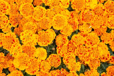 Çiçek açan doku. Güzel turuncu kadife çiçekleri arkalarında iz bırakır. Kadife çiçekleri. Çiçek arkaplan. Botanik ve bitki örtüsü. Tagetes üst görünüm. Bahar doğası. Tarlada çiçekler