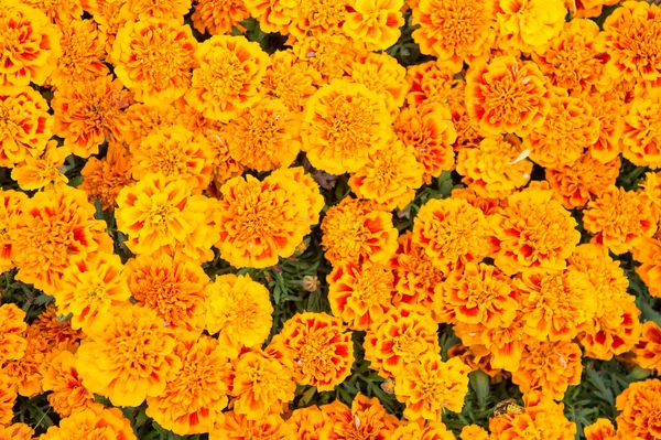 Ανθισμένη υφή. Όμορφη πορτοκαλί κόκκινα λουλούδια marigold αφήνει μοτίβο φόντο. Λουλούδια Marigold. Floral φόντο. Βοτανική και χλωρίδα. Tagetes κορυφαία άποψη. Ανοιξιάτικη φύση. Άνθη στον τομέα — Φωτογραφία Αρχείου