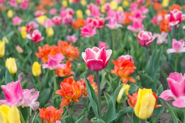 Žij vesele. Seberte kytici. pestrobarevné zářivé květiny. pole s tulipánem v podzemí. tulipánové pole s různými typy a barvami. přírodní krajina v Evropě. čerstvé jarní květiny — Stock fotografie